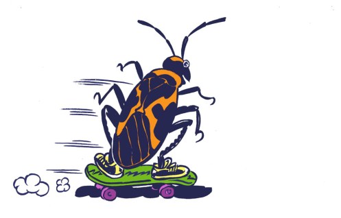 Milk Bug illustration for Sarah's Science