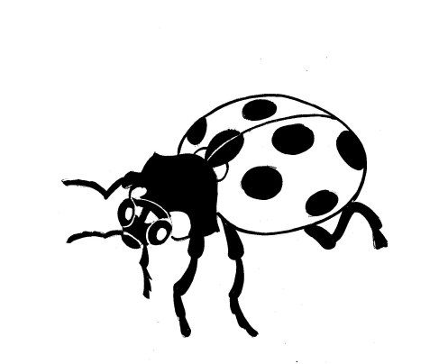 Ladybug
